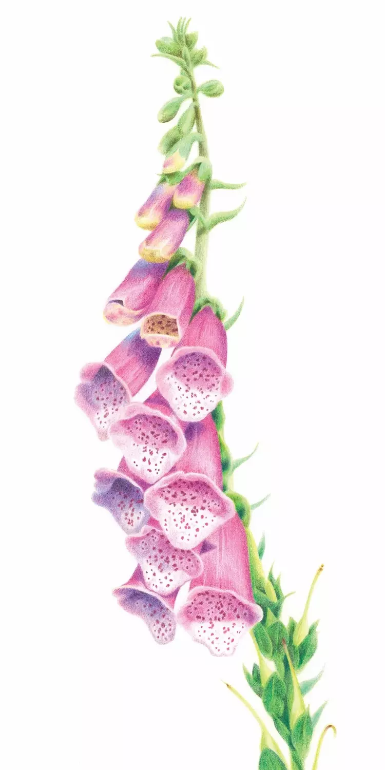 Foxglove Coloured Pencil Illustration